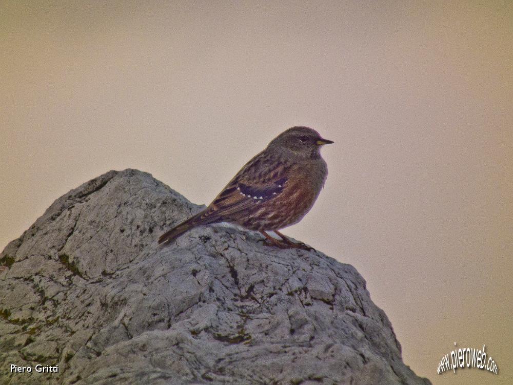 60 Passer montanus (Passero di montagna).JPG